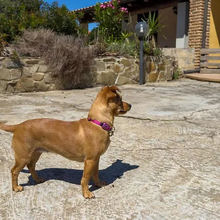 Dom wakacyjny Casa L'arco Degli Ulivi - Pet Friendly Sant' Antonio di Santadi